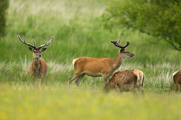 Rotwild (Cervus elaphus)