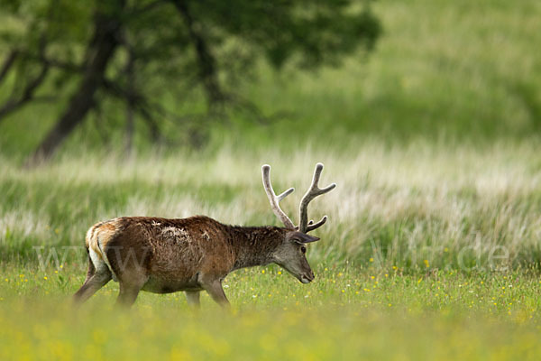 Rotwild (Cervus elaphus)