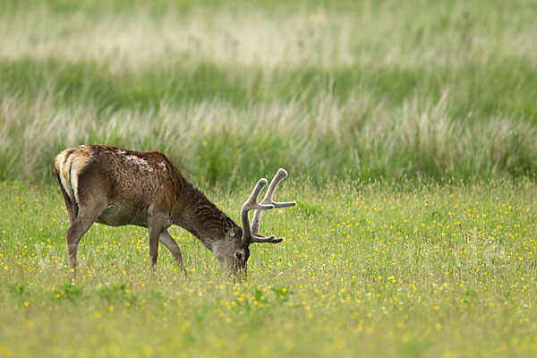 Rotwild (Cervus elaphus)