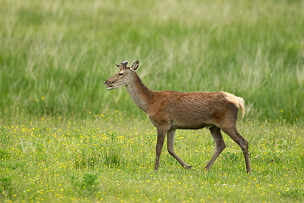 Rotwild (Cervus elaphus)