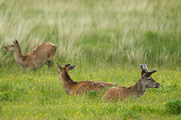 Rotwild (Cervus elaphus)