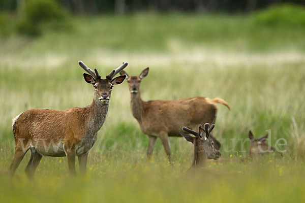 Rotwild (Cervus elaphus)