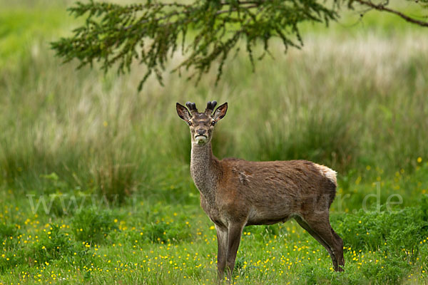 Rotwild (Cervus elaphus)