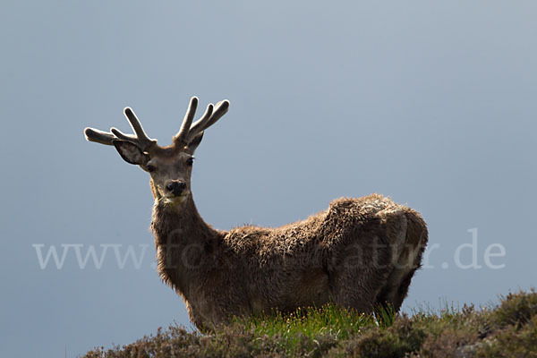 Rotwild (Cervus elaphus)