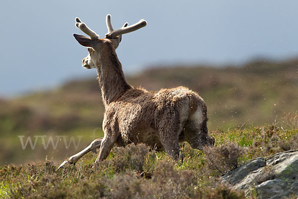 Rotwild (Cervus elaphus)