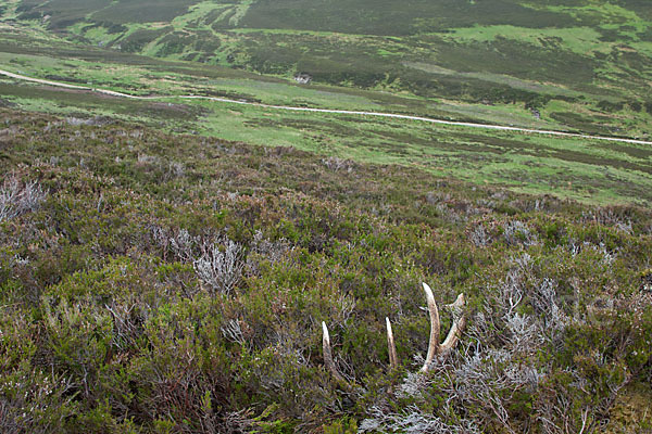 Rotwild (Cervus elaphus)