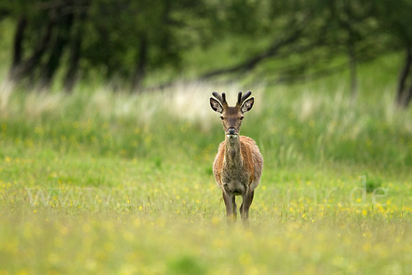 Rotwild (Cervus elaphus)