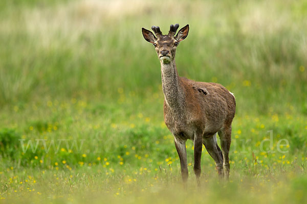 Rotwild (Cervus elaphus)