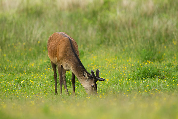 Rotwild (Cervus elaphus)