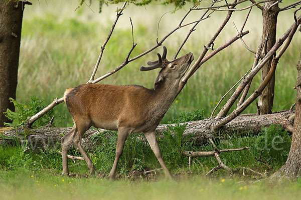 Rotwild (Cervus elaphus)