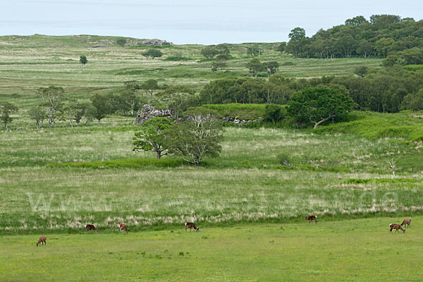 Rotwild (Cervus elaphus)