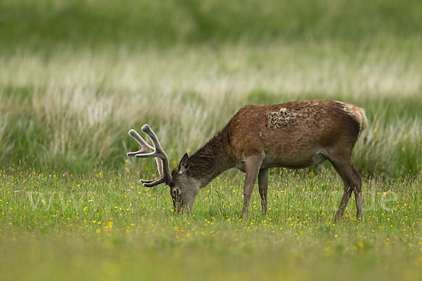 Rotwild (Cervus elaphus)