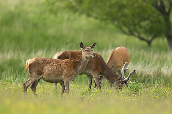 Rotwild (Cervus elaphus)