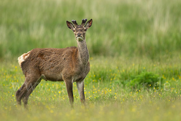 Rotwild (Cervus elaphus)