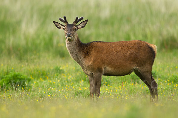 Rotwild (Cervus elaphus)