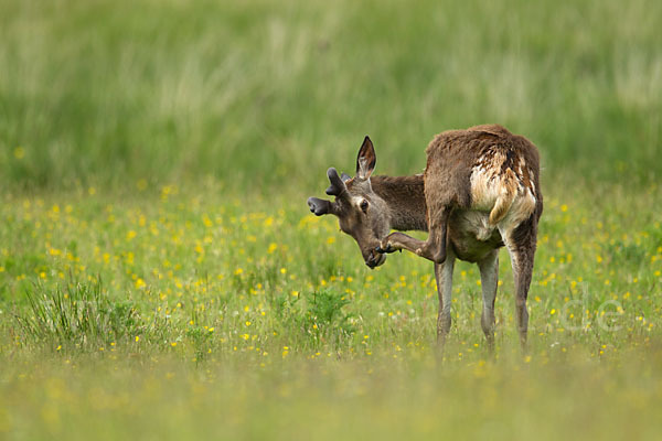 Rotwild (Cervus elaphus)