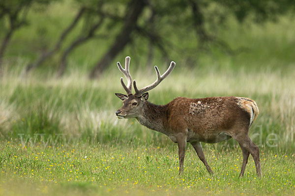 Rotwild (Cervus elaphus)