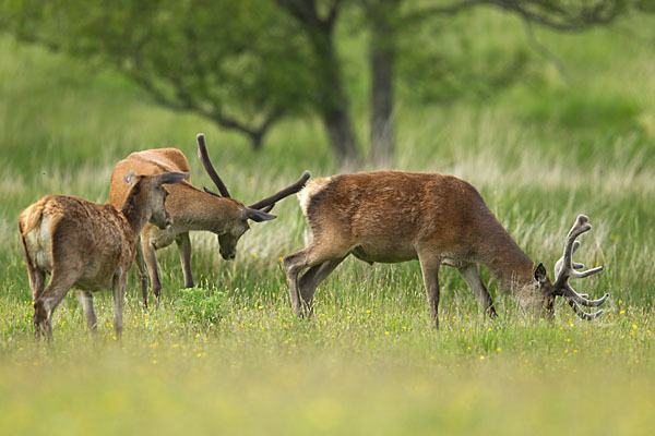 Rotwild (Cervus elaphus)