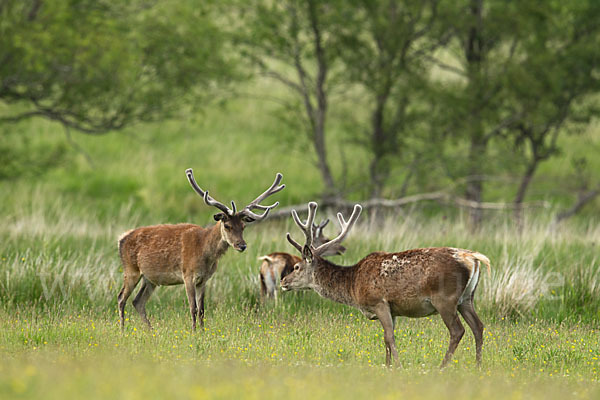 Rotwild (Cervus elaphus)