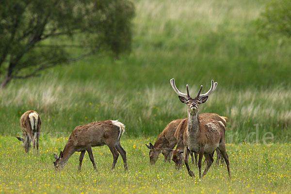 Rotwild (Cervus elaphus)