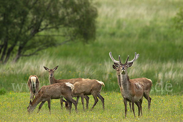 Rotwild (Cervus elaphus)