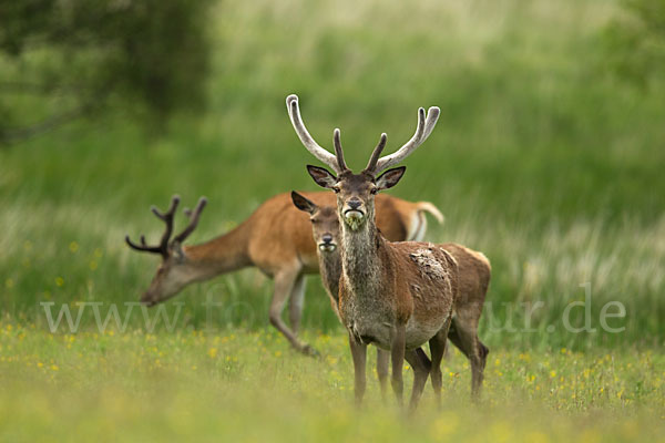 Rotwild (Cervus elaphus)