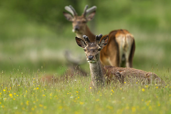 Rotwild (Cervus elaphus)