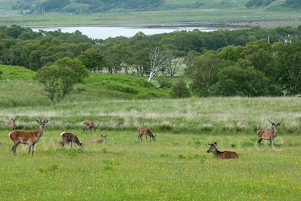 Rotwild (Cervus elaphus)