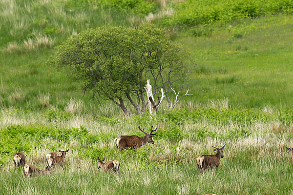 Rotwild (Cervus elaphus)