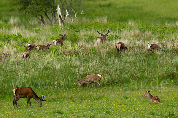 Rotwild (Cervus elaphus)