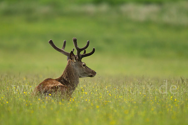 Rotwild (Cervus elaphus)