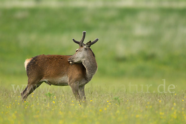 Rotwild (Cervus elaphus)