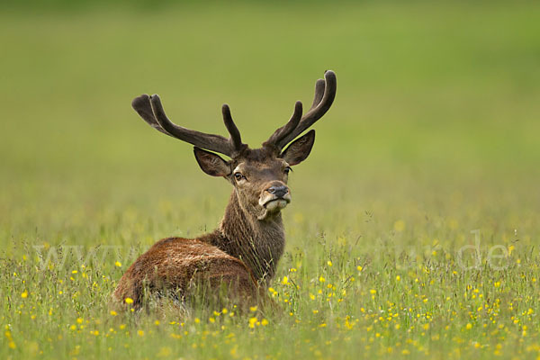 Rotwild (Cervus elaphus)