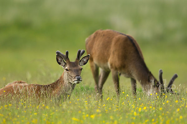 Rotwild (Cervus elaphus)