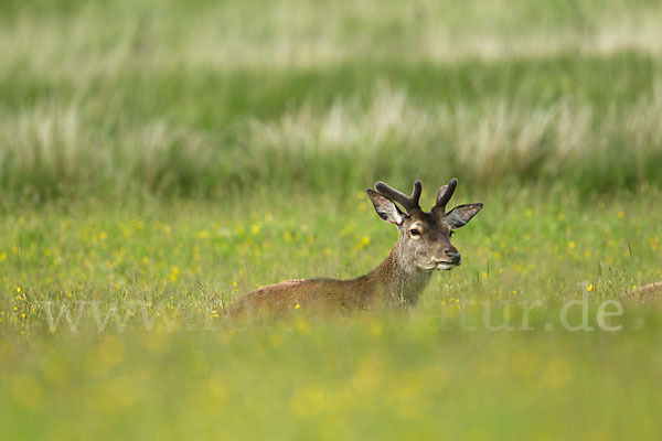 Rotwild (Cervus elaphus)