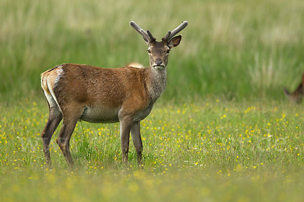 Rotwild (Cervus elaphus)