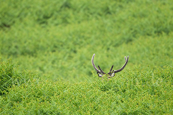 Rotwild (Cervus elaphus)