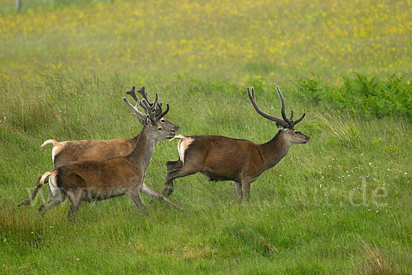 Rotwild (Cervus elaphus)