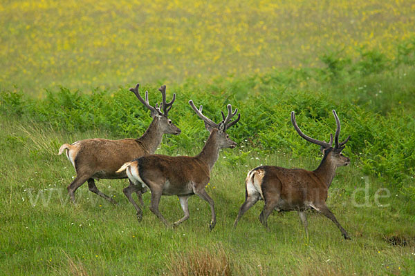 Rotwild (Cervus elaphus)