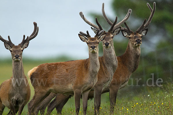 Rotwild (Cervus elaphus)