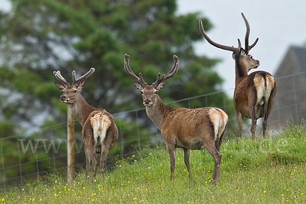 Rotwild (Cervus elaphus)