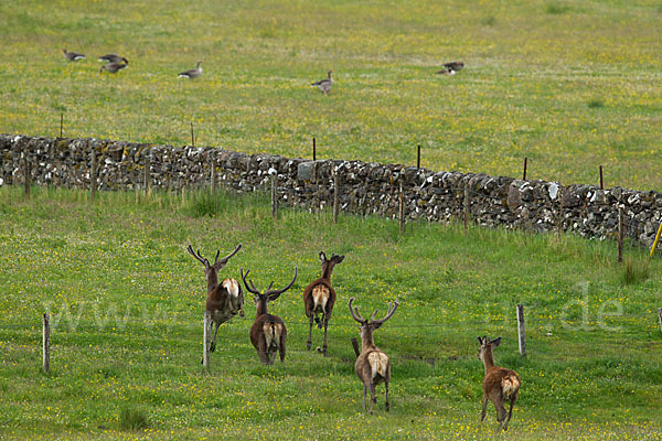 Rotwild (Cervus elaphus)