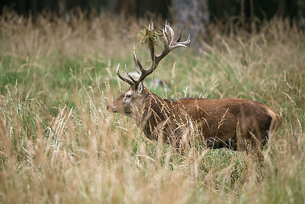 Rotwild (Cervus elaphus)