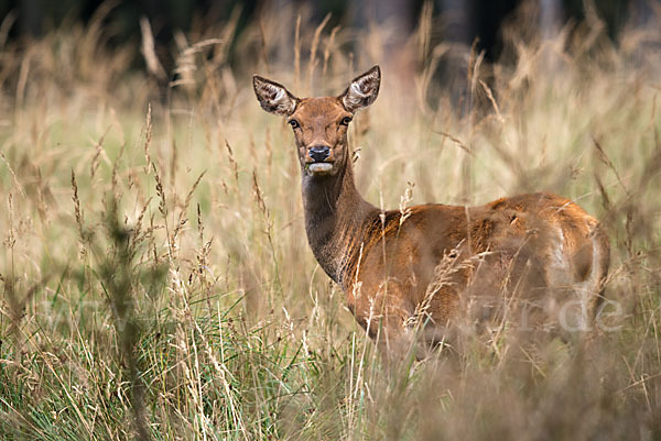 Rotwild (Cervus elaphus)