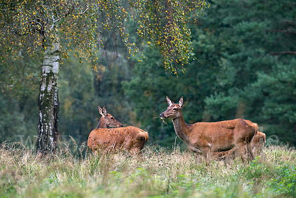 Rotwild (Cervus elaphus)