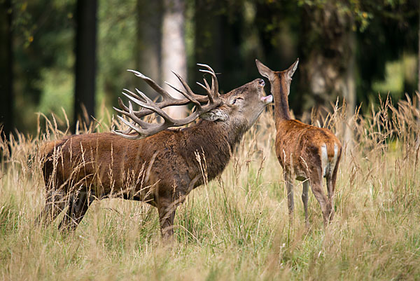 Rotwild (Cervus elaphus)