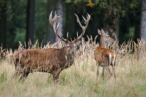 Rotwild (Cervus elaphus)