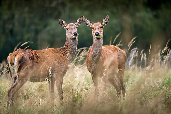 Rotwild (Cervus elaphus)