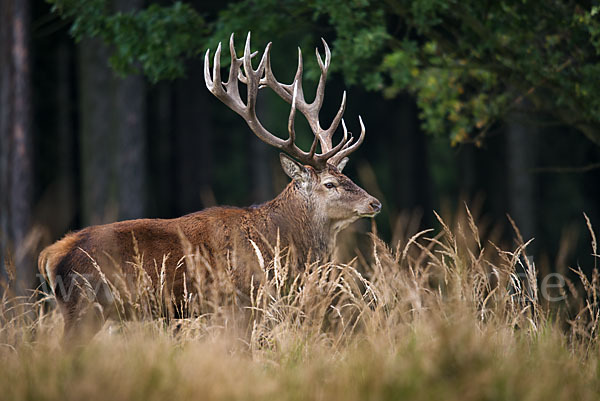 Rotwild (Cervus elaphus)