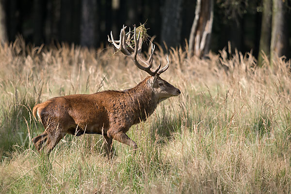 Rotwild (Cervus elaphus)